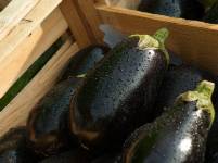 eggplant-1707629_1920
