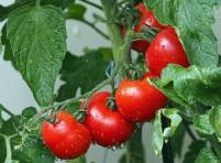 Tomate