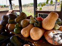 calabazas3